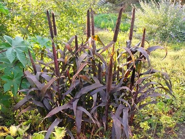 decoratieve gierst in de tuin