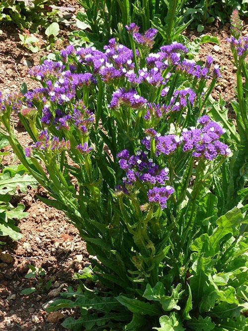 statisch in de tuin