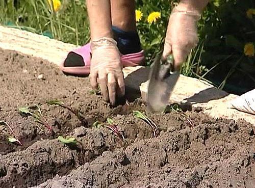 Bietenzaailingen planten in de volle grond