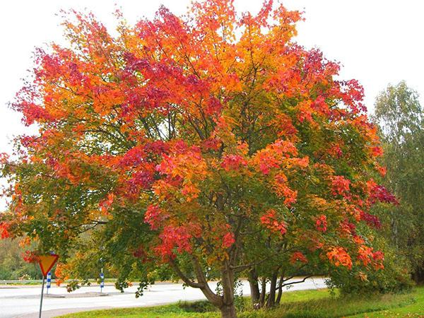 Noorse esdoorn in de herfst