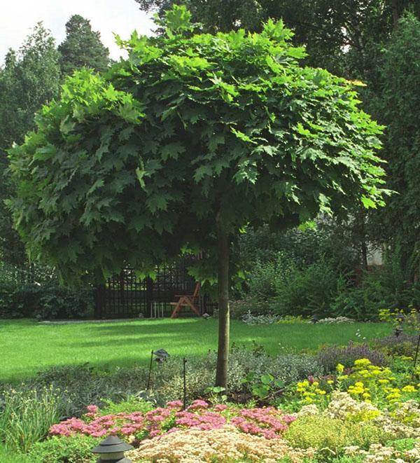 Noorse esdoorn planten en verzorgen