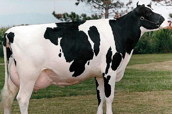 Holstein Friese koe