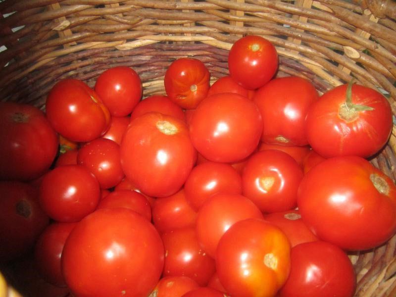 tomaten sorteren