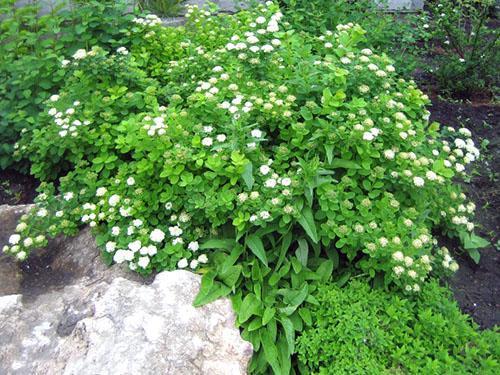 Berkenbladige spirea in samenstelling