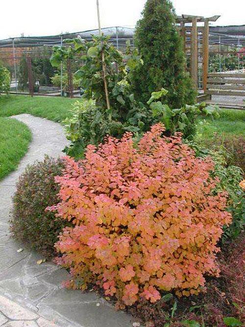 Berkenspirea in landschapsontwerp