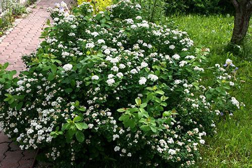 Berkenbladschoonheid in de tuin