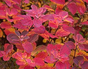 Berkenspirea in de herfst