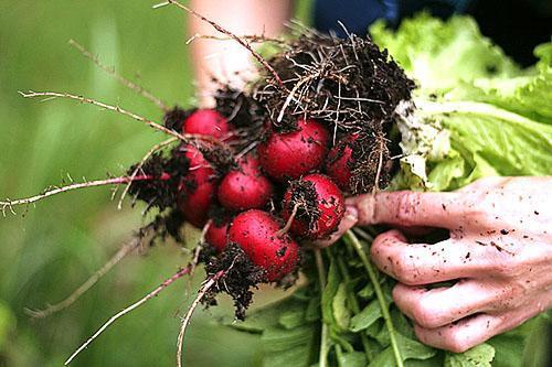 Vers geoogste radijs uit de tuin