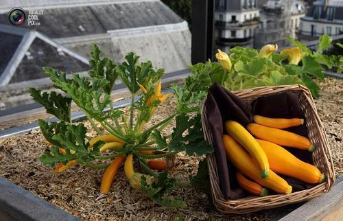 Courgette op het dak van het huis