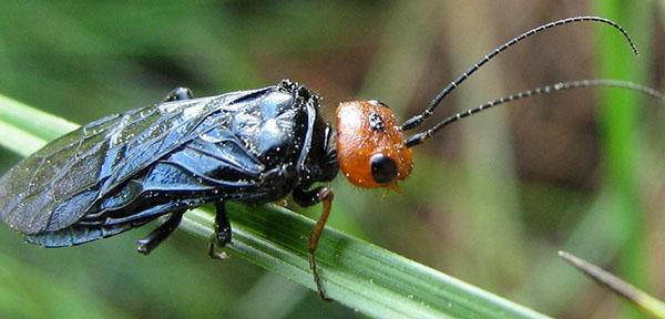 crvenokosa tkalica pilana