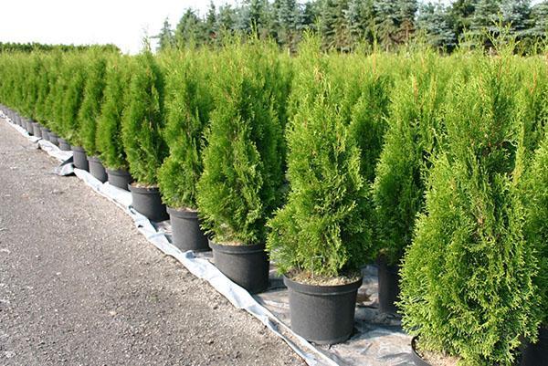 thuja smaragd in de kinderkamer