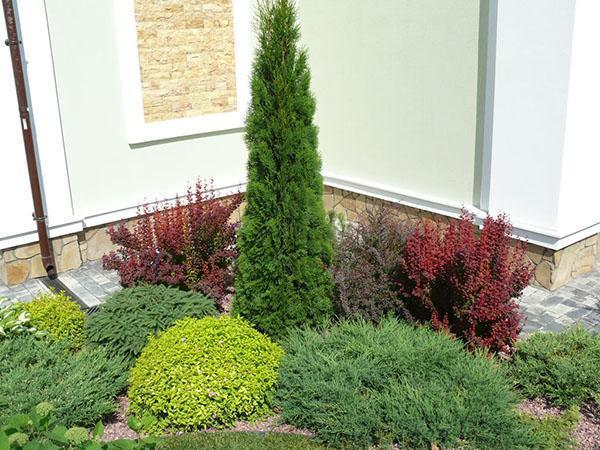 thuja Smaragd bij het huis