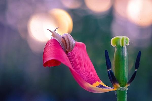 tulpen vervagen