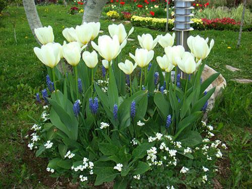 tulpen bloeien in de tuin