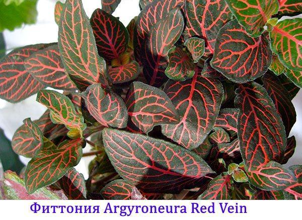 Fittonia argyroneura rode ader