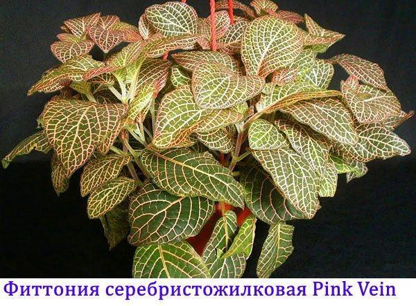 Fittonia zilver geaderd Pink Vein