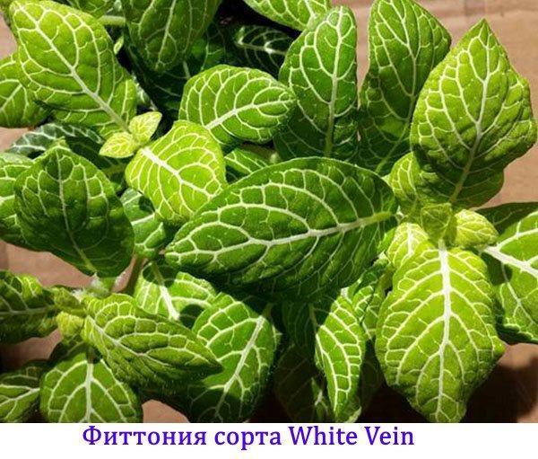 Fittonia-variëteiten White Vein