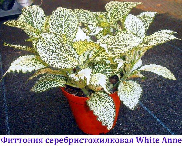 Fittonia zilvergeaderd White Anne