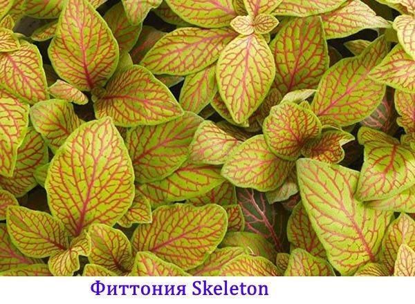 Fittonia-skelet