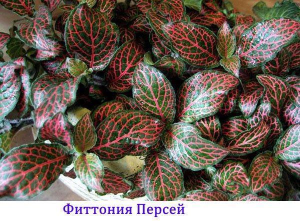 fittonia perseus