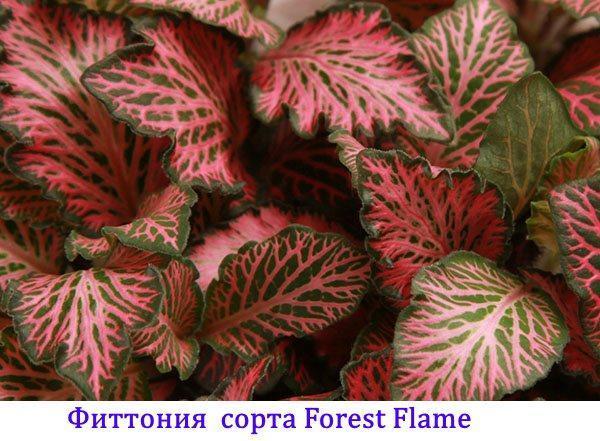 Fittonia van de Forest Flame-variëteit