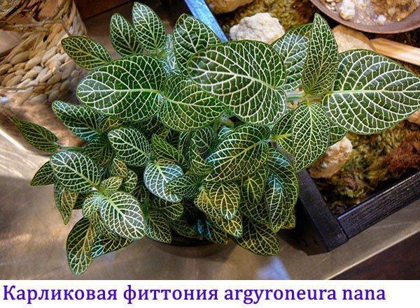 Dwerg fittonia argyroneura Nana