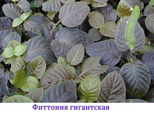 fittonia reus