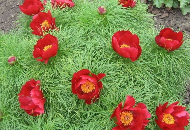 bloemen vergelijkbaar met papaver