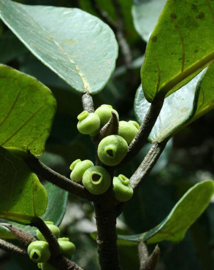 trešnja ficus