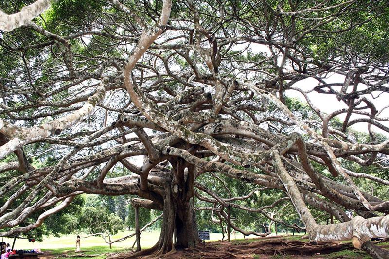 ficus benjamin na Šri Lanki