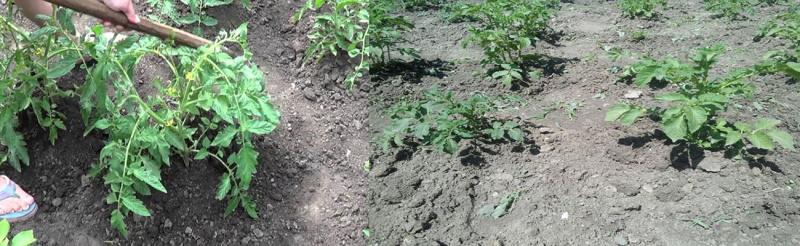 heuvelplanten bij hun zomerhuisje