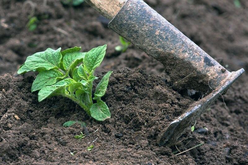 eerste aardappelen rooien