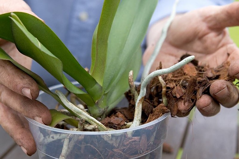 postupak transplantacije