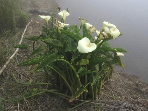 zantedeschia u prirodi