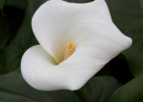 Zantedeschia Crowborough