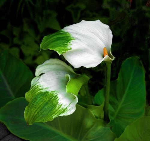 zantedeschia zelena božica