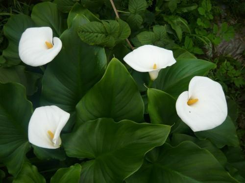 zantedeschia etiopski