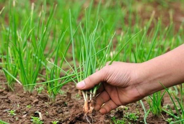 groene uien voor onze gezondheid