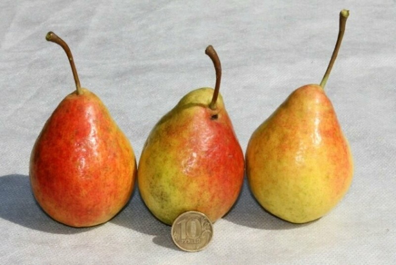 vruchten peer noorder roodwang