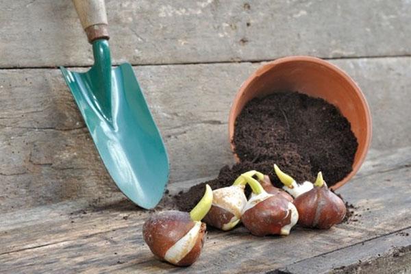 Bolvormig voorbereiden voor overwintering