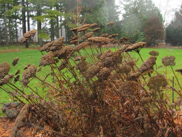 Voor het begin van de vorst worden droge takken van vaste planten gesneden