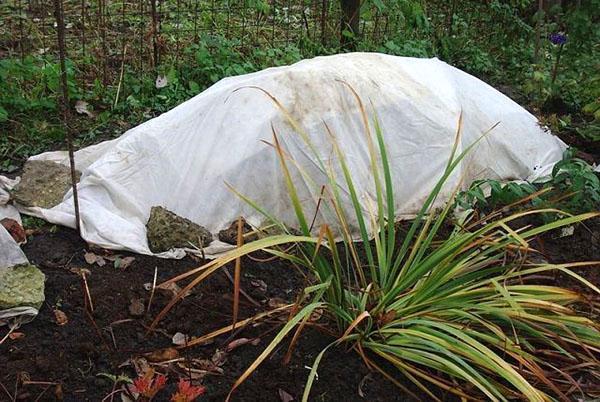 Frame overkapping voor vaste planten