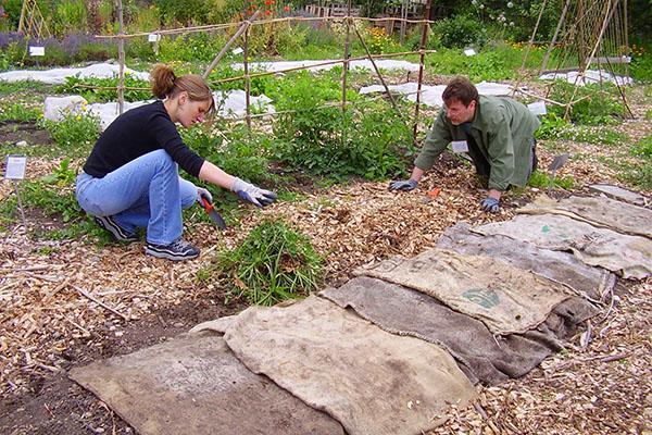 Een bloembed van vaste planten voorbereiden op overwintering