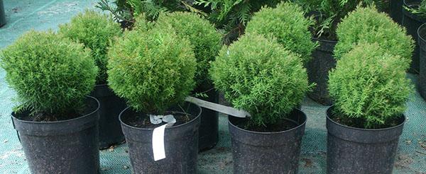 jonge boompjes van thuja Teddy