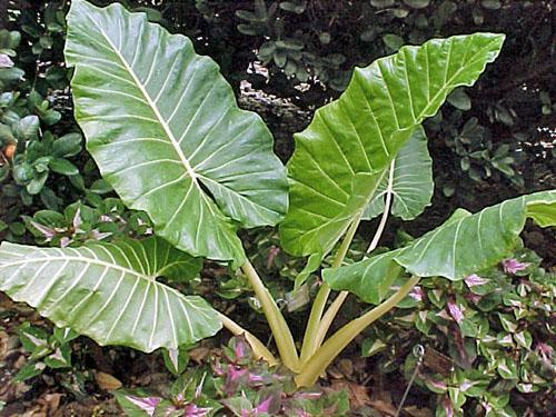 Alocasia veliki korijen