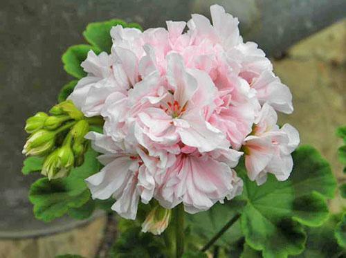 Delicate kleuring van pelargonium Granny Barter