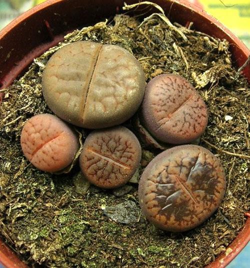 Geweldige lithops