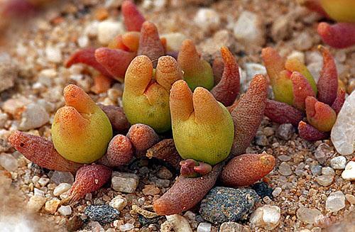 Ongewone lithops