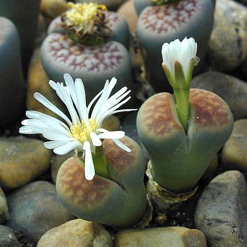 Lithops mooi