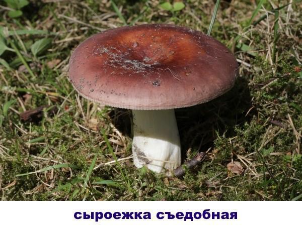 russula s tamnom kapom